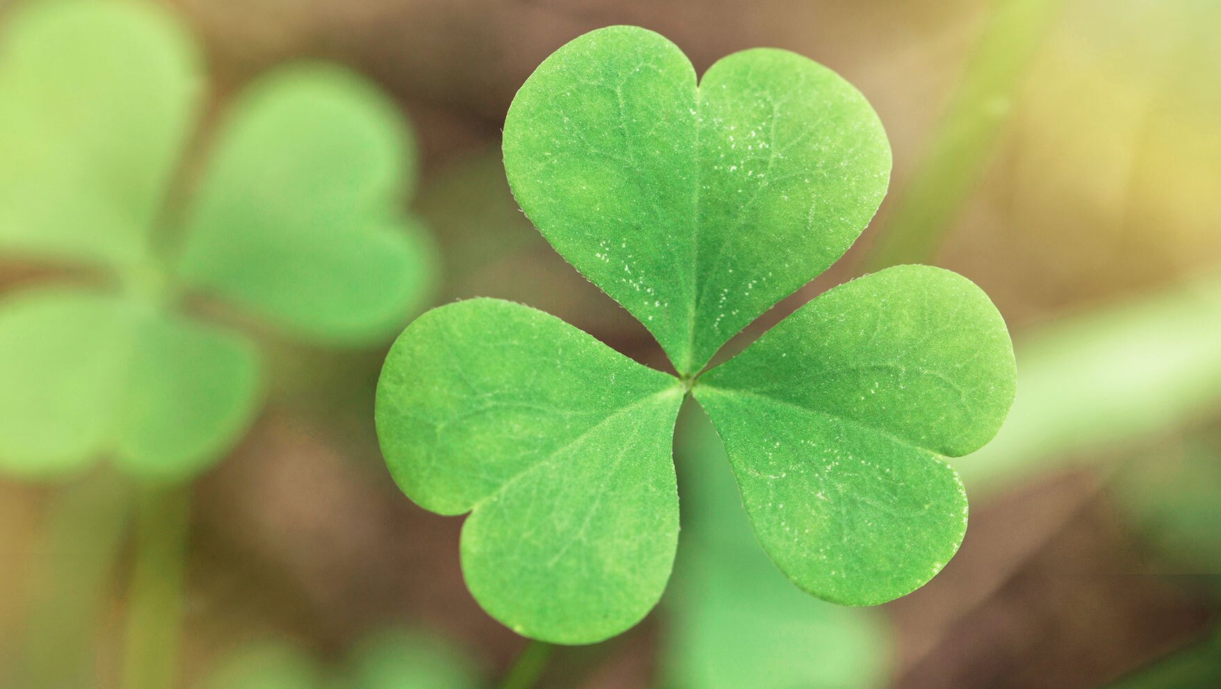 Saint Patrick's Day - Gospel of Matthew