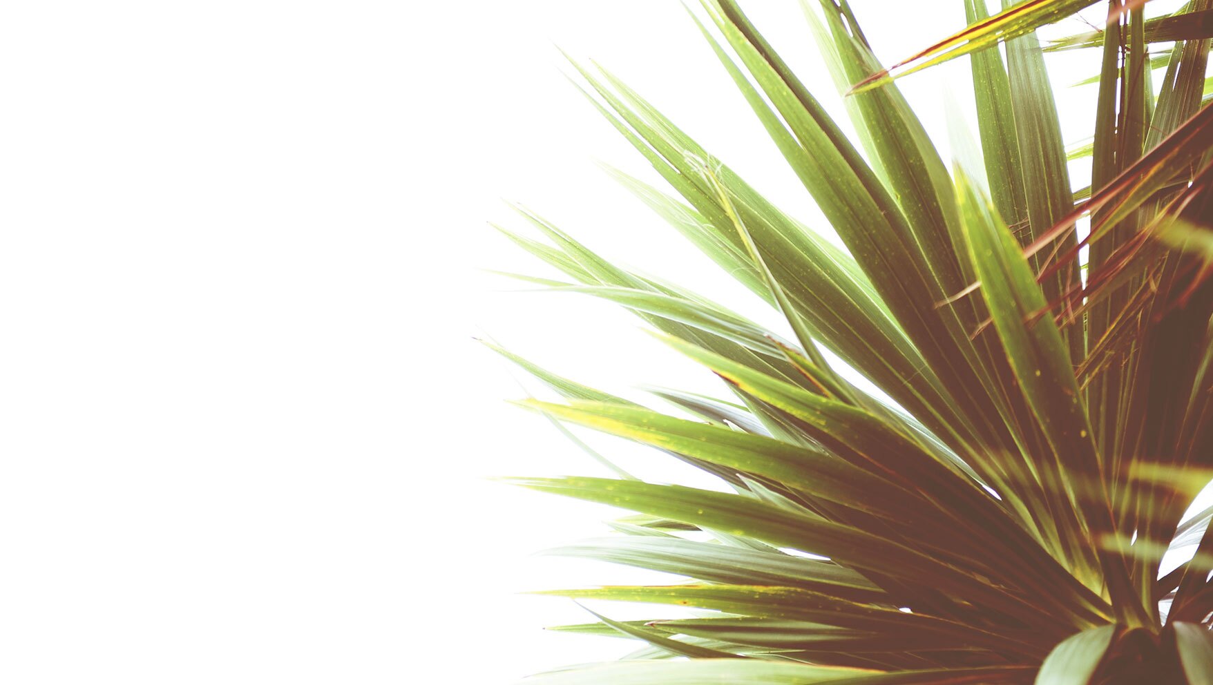 Palm trees - Saw palmetto